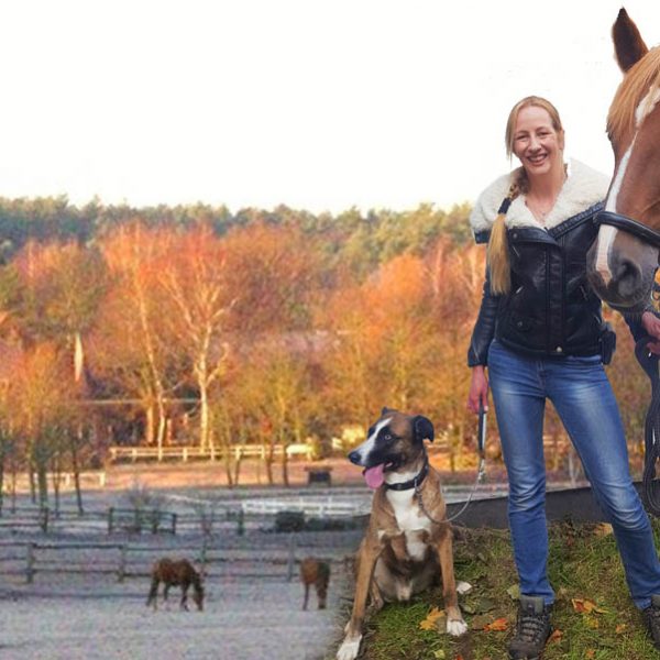 Silvester hunde feuerwerk pug Silvester Lüneburger Heide Archive - Reiterhof Lüneburger Heide