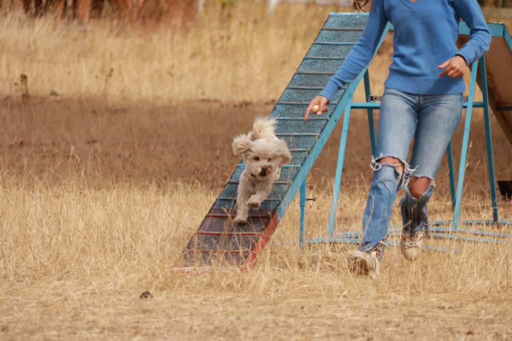 Hundeurlaub Ferienhaus Ferienwohnung Hundesport in der Heide hundefreundlicher Urlaub Familien-Urlaub