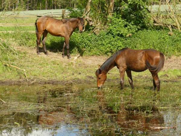 unsere Pferde auf dem Reiterhof im Reiturlaub Reiterferien