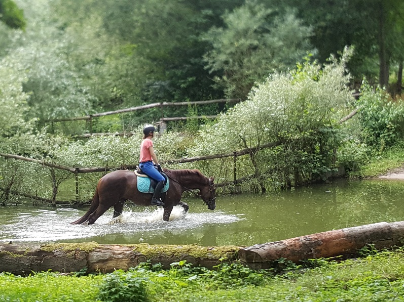nachhaltige und ökologische Projekte im Urlaub in der Natur Natururlaub auf dem Reiterhof Lüneburger Heide