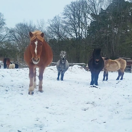 Pferde & Ponys Kameruner